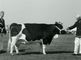 Show of Friesian pedigree cattle in Leeuwarden