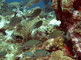 Bruine chromis vissen tussen het koraal