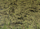Een groene kikker toont kwaakblazen