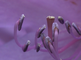Close-ups van bloemen van rododendron