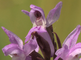 Bloemen van de rietorchis in close-up