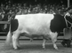 The pride of Friesland, pedigree cattle
