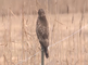 Buizerd zittend