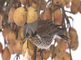 Kramsvogels op hangend fruit