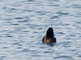 Zwarte zee-eend mannetje