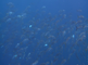 Enorme school van geelgevinde horsmakreel (yellowfin jackfish)