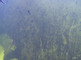 Jonge kikkervisjes tussen verschillende waterplanten